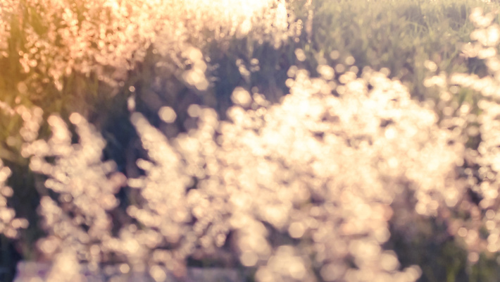 포토 JPG 해외이미지 식물 계절 꽃 줄기 꽃다발 백그라운드 밭 자연 유리 하늘 아침 바람 휴식 건조 사람없음 야외 초록색 물 파란색 빛 컬러풀 햇빛 태양 뷰티 갈색 환경 정원 봄 흐름 수확 흰색 시골 신선 작음 부드러움 내추럴 타격 해외202310 해외포토 주간 자연요소 컬러 컨셉 농업 모션 재질 날씨 감각 크기 생태계 파일형식