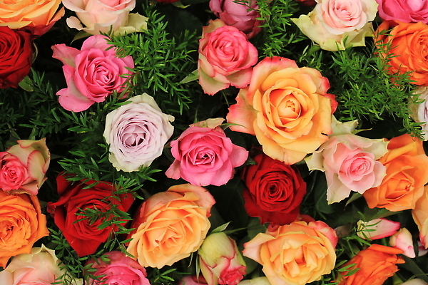 포토 JPG 해외이미지 백그라운드 잎 사람없음 컬러풀 장미 혼합 해외202310 해외포토 식물 꽃 컬러 파일형식