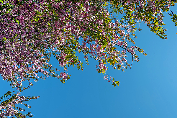 포토 JPG 해외이미지 식물 계절 꽃잎 꽃 분홍색 컬러 꽃무늬 자연 사람없음 야외 컬러풀 뷰티 봄 벚꽃 시골 개화 꽃수술 해외202310 해외포토 무늬 생태계 파일형식
