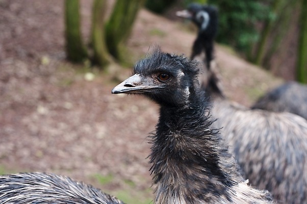 포토 JPG 해외이미지 동물 야생동물 조류 성인 사람없음 머리 깃털 호기심 해외202310 해외포토 감정 컨셉 사람 신체부위 파일형식