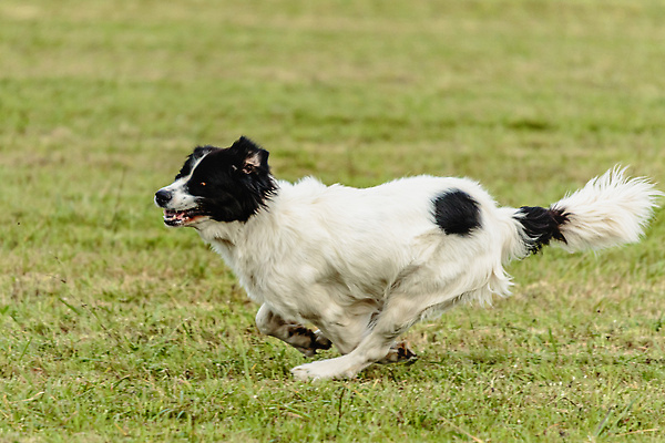 포토 JPG 해외이미지 동물 1 공원 감정 스포츠 밭 모션 놀이 건강 사람없음 야외 초록색 반려동물 달리기 뷰티 걷기 정원 점프 경쟁 에너지 게임 시골 레이싱 잡기 개 유혹 속도 사냥 송곳니 기르기 전력질주 챔피언 순혈 해외202310 해외포토 공공시설 컬러 컨셉 농업 포유류 시합 치아 돌봄 파일형식