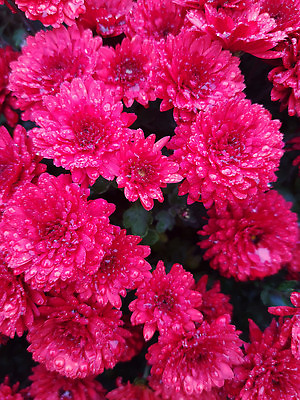 포토 JPG 해외이미지 식물 꽃잎 꽃 컬러 꽃무늬 자연 벽지 국화 사랑 사람없음 빨간색 컬러풀 뷰티 신선 개화 닫기 그림 원예 해외202310 해외포토 감정 무늬 모션 취미 생태계 파일형식