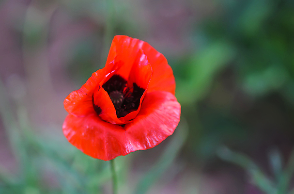 포토 JPG 해외이미지 식물 계절 꽃잎 꽃 컬러 백그라운드 잎 꽃무늬 밭 자연 하늘 사람없음 야외 빨간색 초록색 파란색 컬러풀 햇빛 뷰티 환경 맑음 봄 활발 들꽃 벚꽃 물방울 시골 개화 이슬 싱글 장면 양귀비 해외202310 해외포토 컨셉 무늬 농업 날씨 태양 생태계 파일형식