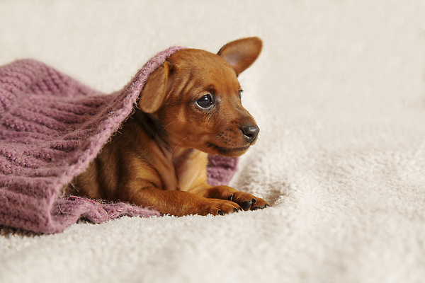 포토 JPG 해외이미지 동물 응시 행복 새끼 장난 포장 포유류 베개 휴식 털 사람 앉기 사람없음 반려동물 수건 갈색 머리 목도리 흰색 침대 잠 닫기 개 강아지 작음 사냥개 귀 기르기 돌봄 신앙심 카피스페이스 순혈 해외202310 해외포토 시선 잡화 감정 컬러 가구 컨셉 침구 모션 신체부위 위생용품 공백 크기 파일형식
