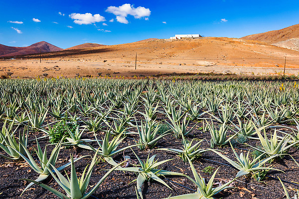 포토 JPG 해외이미지 식물 산업 섬 잎 밭 농업 자연 건강 풍경 사람없음 치료 초록색 파란색 약 농장 농경지 건강관리 화장품 사막 수확 스페인 약초 허브 피부관리 유기농 화산 다육식물 알로에 해외202310 해외포토 웰빙 유럽 컬러 의학 산 관리 뷰티 풀_식물 생태계 파일형식