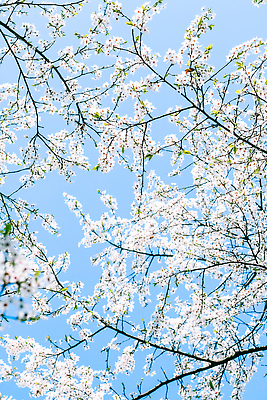 포토 JPG 해외이미지 나무 하늘색 백그라운드 자연 하늘 사람없음 벚꽃 화려 해외202310 해외포토 식물 꽃 컨셉 파란색 생태계 파일형식