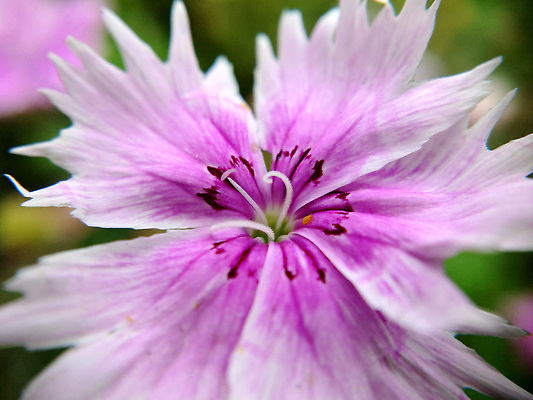 포토 JPG 해외이미지 식물 1 계절 공원 꽃잎 꽃 화초 분홍색 컬러 백그라운드 잎 꽃무늬 자연 사람없음 장식 초록색 여름 뷰티 정원 중국 봄 흰색 물방울 개화 카네이션 원예 영원 인기 해외202310 해외포토 공공시설 아시아 무늬 취미 생태계 파일형식