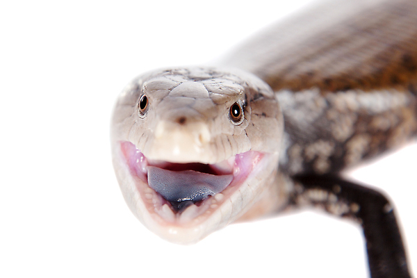 포토 JPG 해외이미지 동물 응시 야생동물 백그라운드 파충류 자연 생물 저울 종류 사람없음 파란색 반려동물 컬러풀 뷰티 우주 검은색 추위 뱀 행운 닫기 호주 위험 혀 공룡 생물학 도마뱀 육식동물 멸종 동쪽 기어가기 고립 공격적 이국적 해외202310 해외포토 시선 교육 컬러 컨셉 모션 입 오세아니아 방향 생태계 파일형식