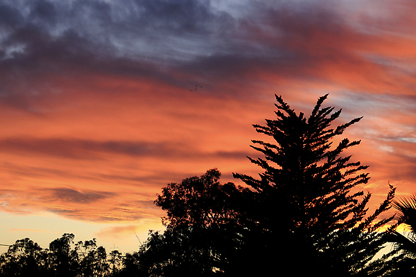 포토 JPG 해외이미지 나무 구름 분홍색 백그라운드 오렌지 자연 하늘 날씨 휴가 풍경 사람없음 야외 여름 빛 컬러풀 햇빛 태양 뷰티 노란색 환경 힘 황혼 일몰 놀람 새벽 활발 에너지 소나무 스페인 황금 야간 저녁 장면 공상 광 알리칸테 수평선 해외202310 해외포토 자연요소 식물 계절 감정 유럽 컬러 컨셉 과일 표정 노을 생태계 파일형식