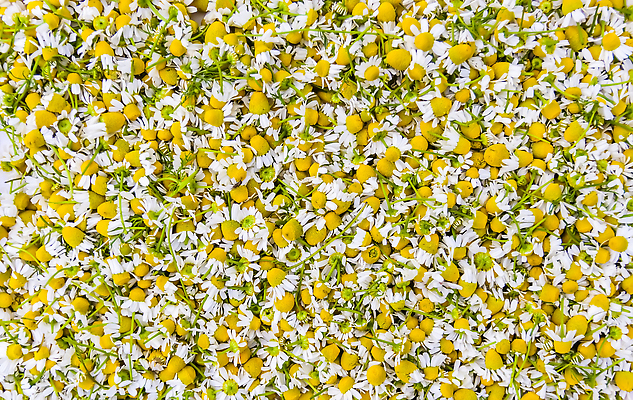 포토 JPG 해외이미지 식물 디자인 계절 꽃잎 꽃 백그라운드 잎 꽃무늬 밭 자연 건강 사람없음 야외 초록색 태양 뷰티 약 노란색 정원 맑음 봄 벚꽃 흰색 시골 신선 개화 소프트포커스 허브 묘사 데이지 향기 내추럴 블러 캐모마일 많음 해외202310 해외포토 자연요소 컬러 컨셉 무늬 농업 의학 날씨 촬영기법 생태계 냄새 파일형식