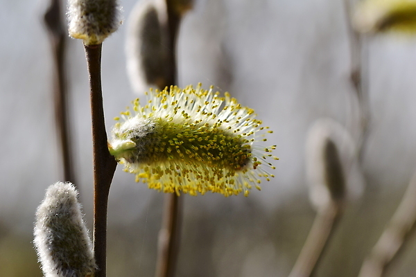 포토 JPG 해외이미지 나무 식물 계절 공원 백그라운드 꽃무늬 자연 사람없음 야외 빛 태양 갈색 노란색 정원 맑음 봄 회색 나뭇가지 개화 닫기 소프트포커스 버드나무 꽃가루 내추럴 해외202310 해외포토 자연요소 공공시설 꽃 컬러 무늬 모션 날씨 촬영기법 가루 생태계 파일형식