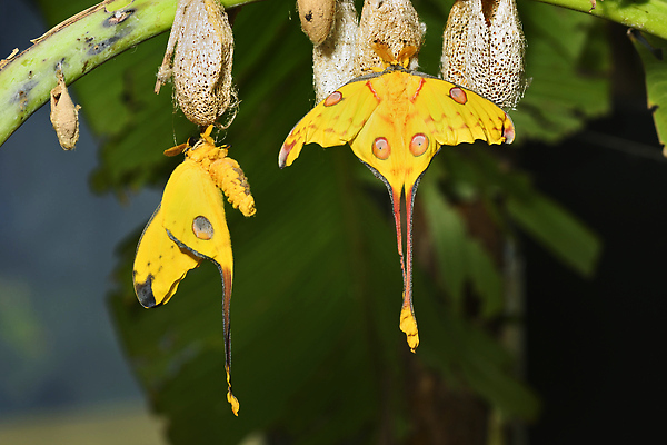 포토 JPG 해외이미지 나비 곤충 자연 사람없음 세계 뷰티 노란색 달 점 숲 큼 실크 묘사 꼬리 나방 마다가스카르 혜성 해외202310 해외포토 자연요소 동물 별 컬러 직물 크기 생태계 파일형식