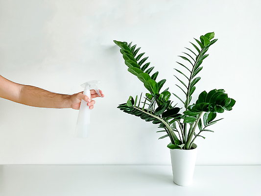 포토 JPG 해외이미지 식물 디자인 남자 꽃 화분 화초 백그라운드 잎 꽃무늬 자연 휴식 주택 관리 취미 사람없음 내부 장식 세로 초록색 정원 성장 벚꽃 흰색 시골 신선 개화 냄비 허브 심볼 물주기 흰배경 에코 유기농 원예 스프레이 내추럴 해외202310 해외포토 웰빙 컬러 컨셉 무늬 모션 사람 건물 환경 솥 생태계 파일형식