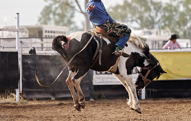 포토 JPG 해외이미지 동물 남자 밧줄 스포츠 포즈 모션 부츠 이벤트 사람없음 달러 점프 가축 경쟁 경기장 공연 시골 자신감 거친 승마 카우보이 호주 승차 주식 위험 속도 먼지 안장 로데오 라이더 서쪽 어려움 오지 해외202310 해외포토 감정 줄 신발 컨셉 돈 스포츠시설 사람 금융 오세아니아 방향 파일형식