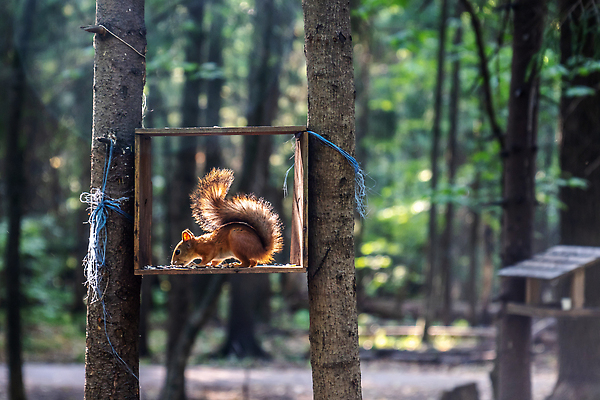 포토 JPG 해외이미지 나무 동물 1 디자인 공원 야생동물 백그라운드 잎 오렌지 장난 포유류 자연 생물 털 미술 사람없음 야외 목재 빨간색 초록색 뷰티 갈색 회색 견과류 가을 흰색 나뭇가지 아기 설치류 숲 작음 만화 모피 먹기 심볼 꼬리 다람쥐 도토리 솜털 서식지 내추럴 해외202310 해외포토 식물 계절 공공시설 컬러 과일 재료 모션 문화예술 사람 크기 생태계 파일형식