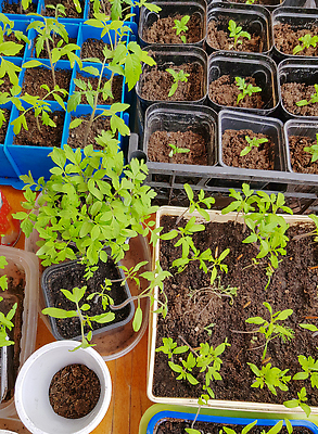 포토 JPG 해외이미지 나무 식물 음식 백그라운드 잎 꽃무늬 농업 토마토 채소 자연 세포 쟁반 종류 씨앗 사람없음 초록색 여름 농장 환경 사각형 정원 검은색 흙 봄 수확 성장 신선 냄비 작음 컨테이너 플라스틱 땅 그림 유기농 원예 질감 내추럴 묘목 줄서기 핸드메이드 해외202310 해외포토 도형 웰빙 계절 꽃 산업 컬러 무늬 모션 재질 취미 솥 크기 생태계 파일형식