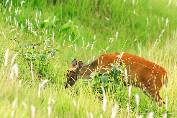 포토 JPG 해외이미지 동물 한마리 응시 공원 남자 야생동물 밭 포유류 자연 사슴 휴식 영국 뿔 국립공원 종류 사람없음 야외 가로 빨간색 초록색 컬러풀 달러 버섯 황무지 숲 위험 인도인 사파리 영양 엘크 전국 혼자 해외202310 해외포토 외국인 1 시선 공공시설 유럽 컬러 컨셉 돈 농업 사람 동양인 생태계 파일형식