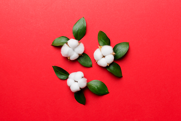 포토 JPG 해외이미지 나무 식물 디자인 꽃 컬러 꽃다발 결혼 백그라운드 컨셉 잎 꽃무늬 패턴 자연 탁자 휴가 프레임 건조 미술 사람없음 장식 초록색 뷰티 유행 봄 회색 수확 나뭇가지 신선 면 플랫 정상 책상 레이아웃 초대 머리위 위치 항공촬영 구성 정물화 파스텔톤 힙스터 미니멀 국경 해외202310 해외포토 계절 패션 뷰포인트 가구 무늬 농업 문화예술 이벤트 그림 생태계 파일형식