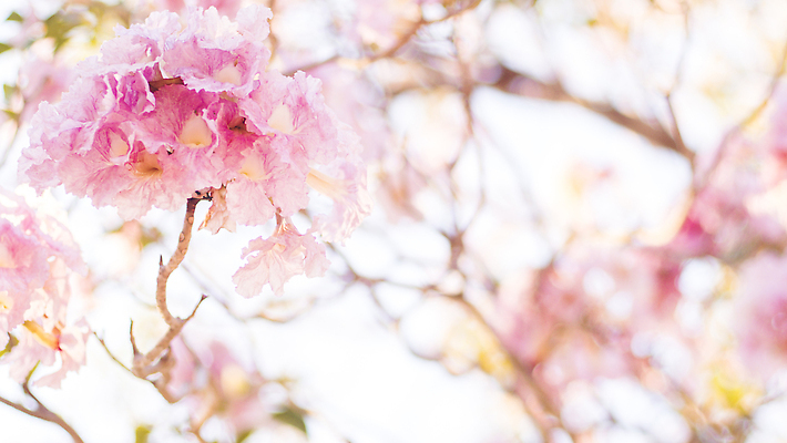 포토 JPG 해외이미지 나무 식물 계절 공원 꽃잎 꽃 분홍색 컬러 결혼 백그라운드 잎 꽃무늬 자연 벽지 추상 발렌타인데이 사랑 사람없음 야외 빛 뷰티 정원 봄 낭만 수확 벚꽃 흰색 나뭇가지 축하 신선 개화 달콤 소프트포커스 다발 부드러움 내추럴 블러 파스텔톤 해외202310 해외포토 공공시설 감정 컨셉 무늬 농업 데이이벤트 촬영기법 이벤트 감각 맛 생태계 파일형식