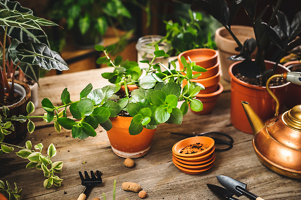 포토 JPG 해외이미지 식물 라이프스타일 꽃 화분 비즈니스 자연 탁자 주택 실내 취미 사람없음 내부 초록색 여름 상점 정원 봄 수확 성장 시골 도자기 냄비 작음 지중해 시골집 점토 분재 DIY 다육식물 돌봄 심기 온실 스타일 해외202310 해외포토 나무 계절 바다 컬러 가구 농업 모션 건물 생활 솥 크기 생태계 파일형식