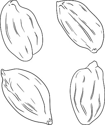 EPS 해외이미지 모양 식물 손 디자인 선 백그라운드 잎 다이어트 과일 일러스트 재료 자연 추상 건강 미술 씨앗 그래픽 장식 세트 연필 검은색 견과류 수확 낙서 스케치 수집 먹기 심볼 사인 그림 유기농 날것 땅콩 내추럴 고립 엘리먼트 채식주의자 벡터 비건 해외202310 해외일러스트 웰빙 컬러 무늬 농업 모션 문화예술 학용품 신체부위 필기구 생태계 채식 파일형식