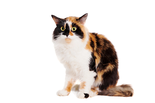 포토 JPG 해외이미지 한마리 사람없음 고양이 흰배경 해외202310 해외포토 1 백그라운드 포유류 반려동물 흰색 파일형식