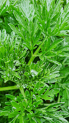 포토 JPG 해외이미지 식물 꽃 백그라운드 잎 자연 탁자 표면 새로움 그림자 서기 사람없음 목재 빛 울타리 세일 상점 정원 어둠 골동품 광선 물방울 나뭇가지 시골 신선 판넬 체리 이슬 카네이션 질감 아로마 지역 금잔화 채소밭 모종 옛날 프로젝트 가문비나무 그리너리 개조 해외202310 해외포토 나무 가구 컨셉 밭 과일 재료 모션 담장 생태계 파일형식 트랜드컬러