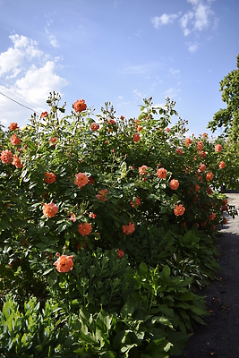 포토 JPG 해외이미지 식물 계절 꽃잎 꽃 분홍색 컬러 백그라운드 잎 꽃무늬 패턴 밭 자연 하늘 선물 사랑 사람없음 야외 장식 빨간색 초록색 여름 파란색 뷰티 장미 노란색 정원 봄 낭만 벚꽃 흰색 나뭇가지 신선 개화 원예 복숭아 부드러움 진홍색 내추럴 해외202310 해외포토 나무 감정 컨셉 무늬 농업 과일 취미 감각 생태계 파일형식