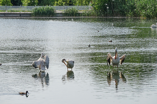 포토 JPG 해외이미지 동물 공원 호수 야생동물 백그라운드 날개 자연 조류 사람없음 야외 초록색 여름 강 뷰티 반사 정원 흰색 연못 수면 큼 펠리컨 깃털 물새 내추럴 해외202310 해외포토 계절 공공시설 컬러 물 크기 생태계 파일형식