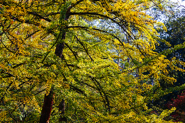 포토 JPG 해외이미지 나무 식물 계절 공원 호수 여행 잎 오렌지 자연 휴식 따뜻함 풍경 사람없음 야외 물 빛 컬러풀 뷰티 반사 노란색 환경 정원 침묵 활발 가을 전원 시골 황금 호주 숲 장면 내추럴 구식 멜버른 해외202310 해외포토 자연요소 공공시설 컬러 컨셉 과일 소리 오세아니아 전기에너지 생태계 파일형식