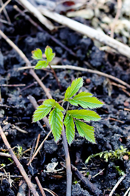 포토 JPG 해외이미지 식물 지구 백그라운드 잎 농업 다이어트 그림자 사람없음 세로 초록색 농장 새싹 환경 정원 검은색 흙 성장 신선 정상 발사 생태계 모종 해외202310 해외포토 산업 컬러 건강 파일형식
