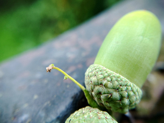 포토 JPG 해외이미지 나무 식물 1 계절 음식 백그라운드 잎 2 자연 건강 사람없음 야외 초록색 여름 환경 성장 나뭇가지 신선 저녁 숲 묘사 오브젝트 유기농 질감 보케 호두 도토리 녹색배경 내추럴 해외202310 해외포토 웰빙 컬러 견과류 야간 생태계 파일형식