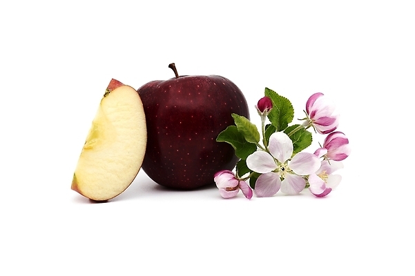 포토 JPG 해외이미지 식물 꽃잎 꽃 음식 컬러 조각 백그라운드 잎 과일 재료 자연 건강 사람없음 빨간색 초록색 봄 벚꽃 흰색 신선 달콤 사과 유기농 고립 숙성 해외202310 해외포토 웰빙 계절 맛 생태계 파일형식