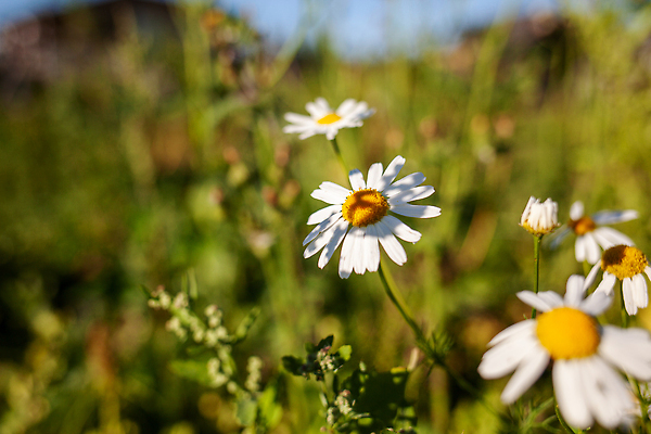 포토 JPG 해외이미지 식물 디자인 계절 꽃 줄기 백그라운드 잎 꽃무늬 밭 자연 벽지 아침 사람없음 초록색 햇빛 태양 뷰티 노란색 우주 환경 정원 봄 들꽃 벚꽃 흰색 시골 신선 개화 허브 묘사 화단 꽃가루 생태학 캐모마일 해외202310 해외포토 주간 자연요소 교육 컬러 무늬 농업 가루 생태계 파일형식