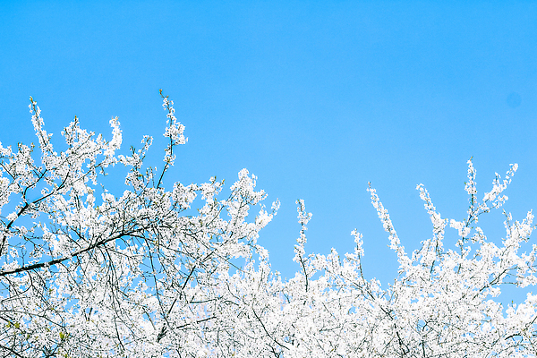 포토 JPG 해외이미지 나무 하늘색 백그라운드 자연 하늘 사람없음 벚꽃 화려 해외202310 해외포토 식물 꽃 컨셉 파란색 생태계 파일형식