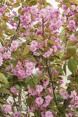 포토 JPG 해외이미지 나무 식물 계절 공원 꽃잎 꽃 분홍색 백그라운드 잎 꽃무늬 자연 하늘 사람없음 야외 초록색 파란색 컬러풀 뷰티 정원 일본 맑음 봄 올려보기 벚꽃 흰색 나뭇가지 신선 개화 체리 큼 4월 부드러움 내추럴 파스텔톤 해외202310 해외포토 공공시설 아시아 컬러 무늬 과일 모션 날씨 감각 날짜 크기 생태계 파일형식