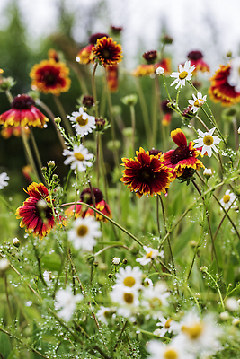 포토 JPG 해외이미지 식물 계절 꽃잎 꽃 잎 꽃무늬 밭 오렌지 자연 사람없음 빨간색 여름 뷰티 노란색 정원 봄 벚꽃 데이지 캐모마일 해외202310 해외포토 컬러 무늬 농업 과일 허브 생태계 파일형식