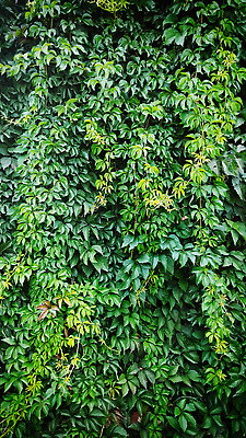 포토 JPG 해외이미지 식물 벽 백그라운드 잎 자연 사람없음 장식 초록색 햇빛 원예 아이비 내추럴 이국적 해외202310 해외포토 컬러 취미 태양 생태계 파일형식