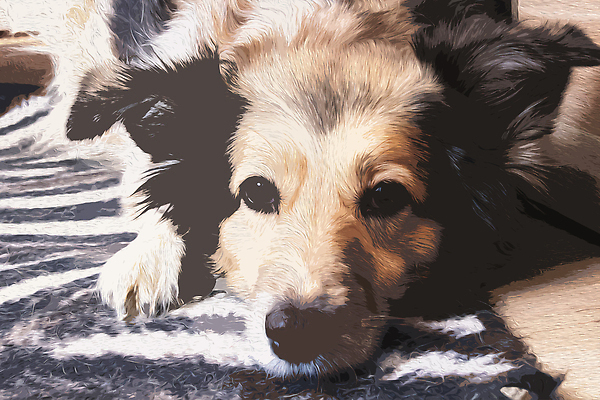 포토 JPG 해외이미지 쿠션 사람없음 반려동물 눕기 귀여움 이불 강아지 안락 해외202310 해외포토 동물 컨셉 침구 모션 개 파일형식