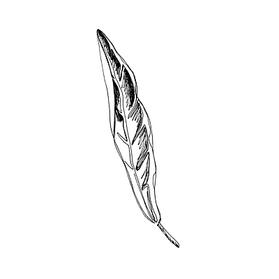 포토 JPG 해외이미지 식물 손 꽃잎 꽃 선 결혼 잎 꽃무늬 일러스트 자연 흑백 미술 사람없음 그래픽 장식 세트 뷰티 정원 검은색 수확 벚꽃 흰색 신용카드 우아함 스케치 수집 문신 싱글 그림 윤곽 초대 손그림 판화 고립 그런지 엘리먼트 스타일 해외202310 해외일러스트 컬러 컨셉 무늬 농업 문화예술 촬영기법 이벤트 신체부위 금융 생태계 파일형식