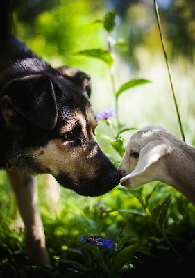포토 JPG 해외이미지 나무 식물 동물 계절 어린이 포유류 자연 염소 생물 종류 사람없음 야외 초록색 여름 반려동물 컬러풀 뷰티 농장 평화 마을 정원 검은색 흰색 시골 아기 개 달콤 작음 동료 솜털 늑대 송곳니 내추럴 돌봄 섞기 해외202310 해외포토 컬러 컨셉 농업 관계 모션 사람 맛 치아 크기 생태계 파일형식