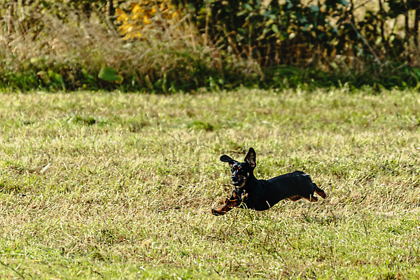 포토 JPG 해외이미지 동물 1 공원 감정 스포츠 밭 모션 놀이 건강 사람없음 야외 초록색 여름 반려동물 달리기 뷰티 걷기 정원 점프 경쟁 에너지 가을 게임 시골 레이싱 잡기 개 유혹 속도 사냥 송곳니 기르기 전력질주 챔피언 순혈 해외202310 해외포토 계절 공공시설 컬러 컨셉 농업 포유류 시합 치아 돌봄 파일형식