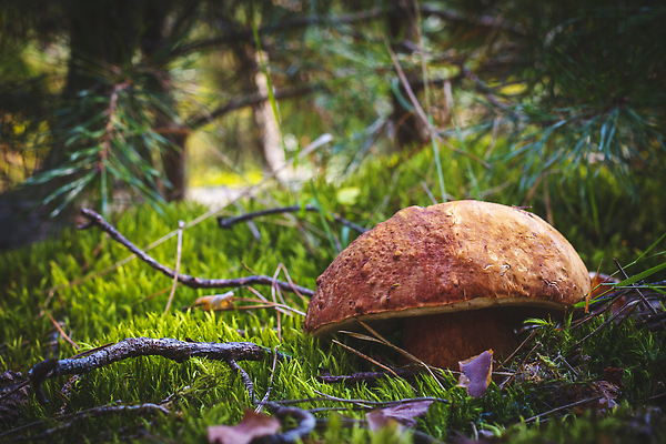 포토 JPG 해외이미지 나무 식물 1 계절 음식 낙엽 다이어트 채소 재료 자연 건강 이끼 사람없음 목재 갈색 환경 맑음 식사 버섯 성장 신선 숲 큼 수집 유기농 날것 침엽수 내추럴 곰팡이 그물버섯 식용 채식주의자 캡모자 비건 맛있는 해외202310 해외포토 모자_잡화 웰빙 컬러 잎 날씨 크기 생태계 채식 파일형식