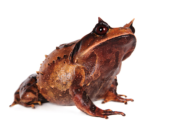 포토 JPG 해외이미지 한마리 사람없음 흰배경 두꺼비 해외202310 해외포토 1 백그라운드 양서류 흰색 파일형식
