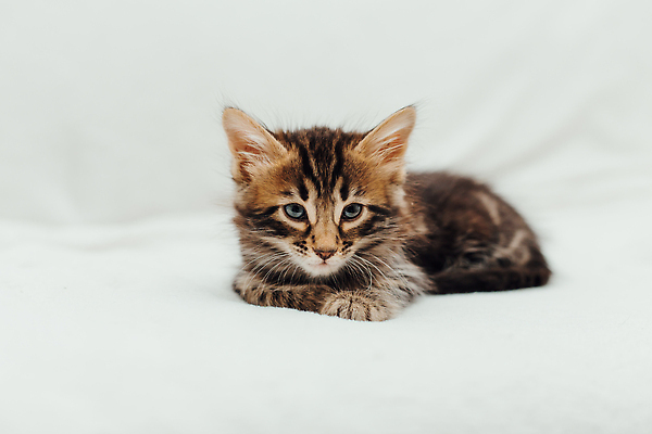 포토 JPG 해외이미지 동물 척추동물 응시 백그라운드 장난 포유류 가족 엄마 수염 주택 털 동양인 사람없음 반려동물 뷰티 머리 고양이 아기 신생아 점 그룹 황금 달콤 작음 모피 귀 슛 대리석 얼룩무늬 표범 기르기 혼자 순혈 해외202310 해외포토 시선 무늬 재료 관계 사람 인종 건물 신체부위 맛 크기 돌봄 파일형식