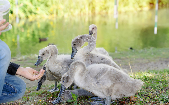 포토 JPG 해외이미지 손 공원 남자 행복 호수 야생동물 음식 날개 자연 조류 사람 사람없음 야외 물 여름 파란색 뷰티 수영 흰색 연못 도시 우아함 작음 먹이 먹기 깃털 백조 목 물새 수유 해외202310 해외포토 자연요소 동물 계절 공공시설 감정 컬러 컨셉 모션 신체부위 수상스포츠 크기 생태계 파일형식
