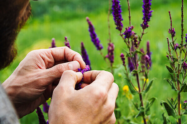 포토 JPG 해외이미지 식물 손 계절 꽃 꽃다발 백그라운드 꽃무늬 밭 농업 자연 건강 사람없음 치료 초록색 여름 약 정원 수확 벚꽃 신선 개화 차 약초 수집 허브 유기농 테라피 내추럴 세이지 해외202310 해외포토 웰빙 산업 음료 컬러 무늬 의학 신체부위 뷰티 풀_식물 생태계 파일형식