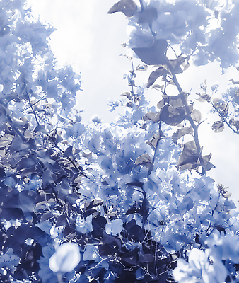 포토 JPG 해외이미지 꽃 백그라운드 나뭇잎 사람없음 파란색 나뭇가지 해외202310 해외포토 나무 식물 컬러 잎 파일형식