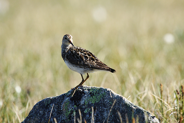 포토 JPG 해외이미지 동물 호수 야생동물 캐나다 북아메리카 신체 자연 조류 사람없음 야외 빨간색 파란색 햇빛 갈색 수영 북극 부리 북쪽 철새 동물상 해외202310 해외포토 컬러 아메리카 태양 조형물 수상스포츠 극지방 방향 생태계 파일형식