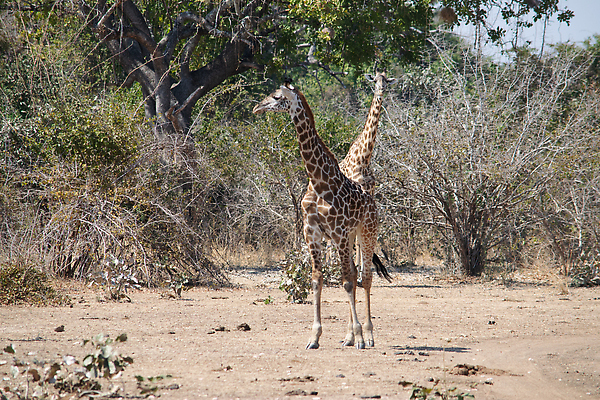 포토 JPG 해외이미지 동물 공원 얼굴 야생동물 여행 백그라운드 패턴 포유류 아프리카 자연 초식동물 뿔 국립공원 사람없음 뷰티 머리 점 입 황무지 보호 큼 먹기 기린 사파리 귀 목 케냐 남쪽 고립 나미비아 남아프리카 보츠와나 세렝게티 잠비아 탄자니아 반추동물 해외202310 해외포토 공공시설 나라 컨셉 무늬 모션 신체부위 크기 방향 생태계 파일형식